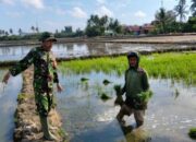 Babinsa Dampingi Petani, Jaga Swasembada Pangan