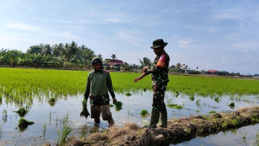Babinsa Koramil 1420-03/Maritengngae Serma Nursalam mendampingi petani di sawah Desa Sereang, Sidrap, dalam kegiatan pemeliharaan tanaman padi.