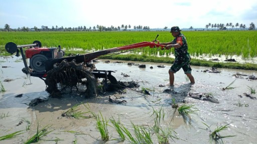 Babinsa Koramil 1420-03/Maritengngae Serma Ramli membantu petani mengolah sawah di Kelurahan Empagae, Sidrap, sebagai dukungan TNI terhadap ketahanan pangan nasional.
