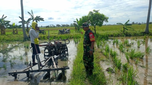 Babinsa Sidrap Serma Ramli mendampingi petani mengolah lahan sawah di Kelurahan Empagae, wujud nyata dukungan TNI terhadap ketahanan pangan.