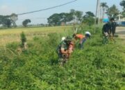 Babinsa Bohaseng Gerakkan Warga Mario Lawan Wabah DBD