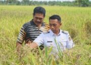 Pertanian Sidrap Menanjak di Tangan Syaharuddin Alrif