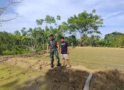 Dari Pematang Talawe, Babinsa Bangun Cita Petani dan Pangan Negeri