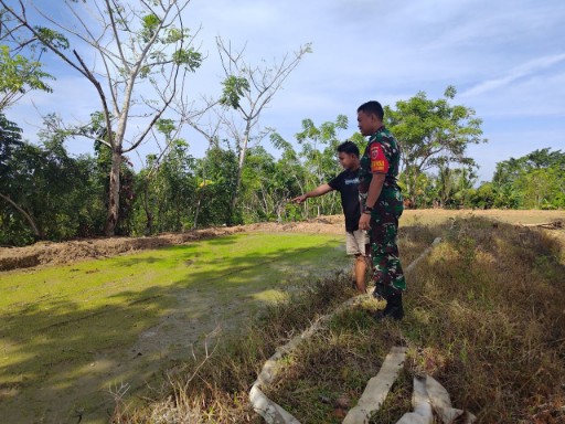 Babinsa Desa Talawe, Serda M. Ali Hanapi, mendampingi petani di sawah Desa Talawe, Kecamatan Watang Sidenreng, Sidrap, dalam kegiatan luas tambah tanam untuk meningkatkan produktivitas pertanian.