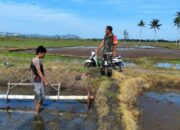 Babinsa Sidrap Kawal LTT Menuai Ketahanan Pangan