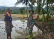 Babinsa Sidrap Pantau LTT Petani: Data Dibuka, Sawah Tak Bisa Berdusta