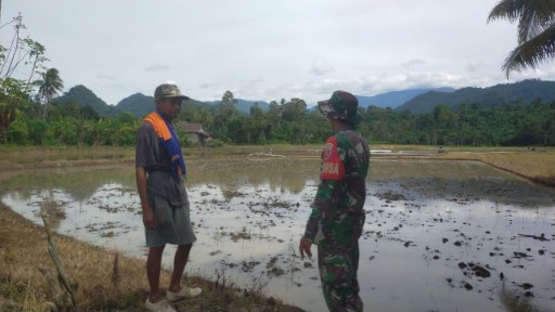 Babinsa Serma Sinau memantau luas tambah tanam bersama petani di sawah Desa Betao Riase, Sidrap.
