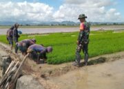 Babinsa Turun Sawah, Sidrap Bergerak