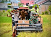 Wujud Sinergi, Kapolres Sidrap Bersama Forkopimda Terjun Langsung Panen Padi IP 300