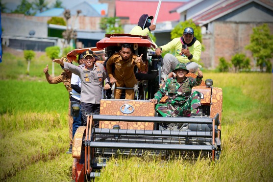 Wujud Sinergi, Kapolres Sidrap Bersama Forkopimda Terjun Langsung Panen Padi IP 300