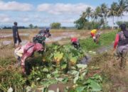 Gebrakan Babinsa di Awal Tahun, Petani Sidrap Tarik Nafas Lega