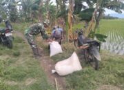 Babinsa Dampingi Petani, Panen Melimpah Jadi Target!