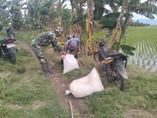 Babinsa Dampingi Petani, Panen Melimpah Jadi Target!