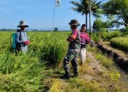 Babinsa Datangi Petani, Produksi Padi Diselamatkan!