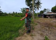 Produksi Pangan Talawe Bermasalah? Babinsa Buka Suara