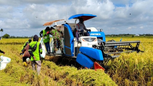 Babinsa mengawal mobil combine harvester saat panen padi di Desa Sereang Sidrap untuk memastikan proses panen berjalan lancar dan hasil petani aman.