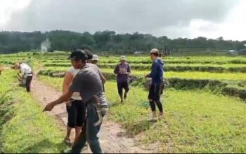 Warga Malakaji Bikin Jalan Tani Tanpa APBD, Gotong Royongnya Viral!