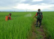 Babinsa Empagae Pastikan Kendala Petani Teratasi