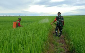 Babinsa Empagae Pastikan Kendala Petani Teratasi