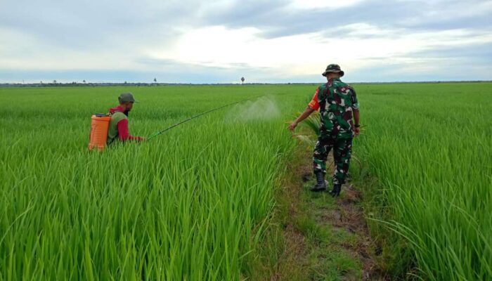 Babinsa Empagae Pastikan Kendala Petani Teratasi