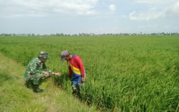 Babinsa Aka-Akae Pastikan Produktivitas Padi, Panen di Desa Binaan Aman?