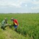 Babinsa Aka-Akae Pastikan Produktivitas Padi, Panen di Desa Binaan Aman?