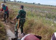 Babinsa Tellu Limpoe Gelar Aksi Nyata Peduli Petani