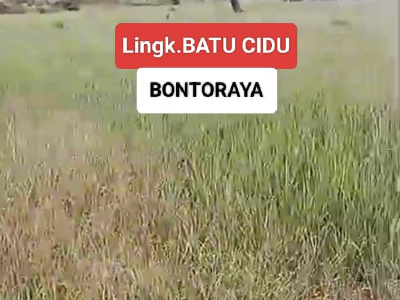 Petani di Batucidu Bontoraya menghadapi sawah kering akibat pembagian air irigasi tidak merata yang mengancam hasil panen.