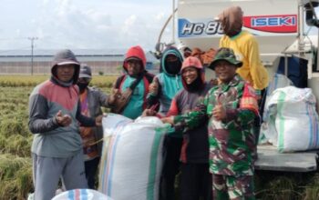 TNI AD Turun ke Sawah, Panen 7 Ton! Bukti Komitmen Pastikan Kesejahteraan Petani