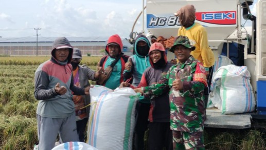 TNI AD Turun ke Sawah, Panen 7 Ton! Bukti Komitmen Pastikan Kesejahteraan Petani