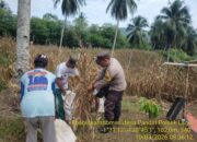 Polri Dukung Ketahanan Pangan, Panen Jagung Kwartal I di Desa Pandiri Berjalan Lancar