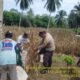 Polri Dukung Ketahanan Pangan, Panen Jagung Kwartal I di Desa Pandiri Berjalan Lancar