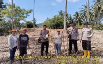 Dukung Ketahanan Pangan, Penanaman Jagung Kuartal I Tahun 2026 Dilaksanakan di Desa Lanto Jaya