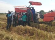 Babinsa Maritengngae Kawal Panen Raya, Petani Sipurennue Sumringah!