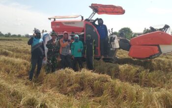 Babinsa Maritengngae Kawal Panen Raya, Petani Sipurennue Sumringah!