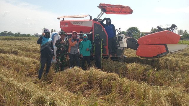 Babinsa Maritengngae Kawal Panen Raya, Petani Sipurennue Sumringah!