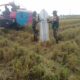 Babinsa Aka-Akae Ikut Panen Padi Demi Kedaulatan Pangan