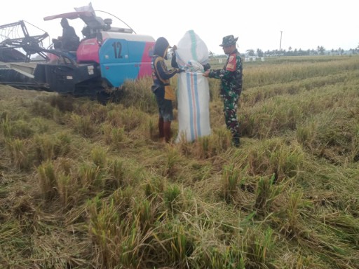 Babinsa Aka-Akae Ikut Panen Padi Demi Kedaulatan Pangan