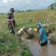 TNI Beraksi! Irigasi Dibersihkan, Panen Petani Terancam Melejit